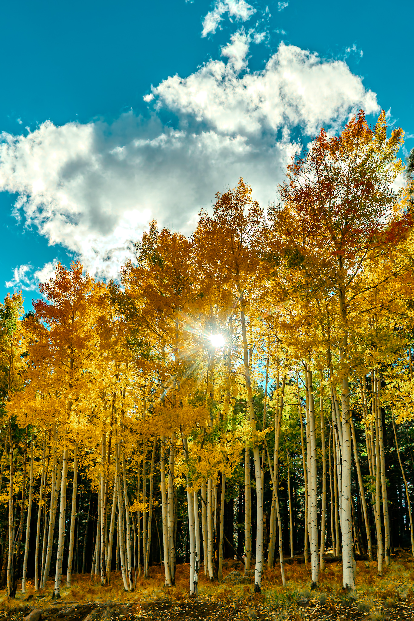 Aspen grove at peak fall gold with sunburst through the canopy, San Francisco Peaks, Flagstaff Arizona
